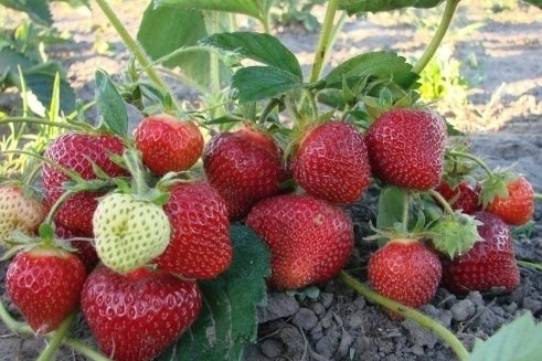 Клубника "МАРМЕЛАДА" (6 шт.)