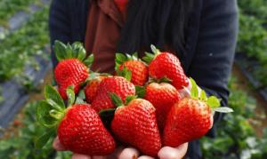 Клубника "АЛЬБА" (6 шт.)